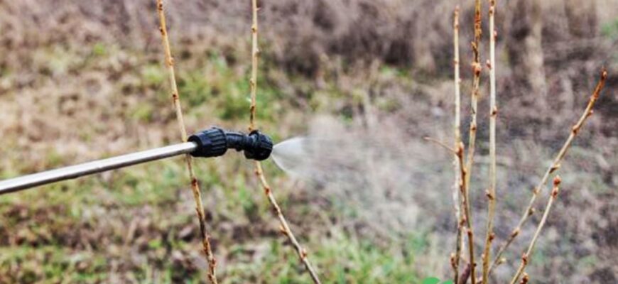 Коли найкраще обприскувати смородину: ефективні поради та терміни