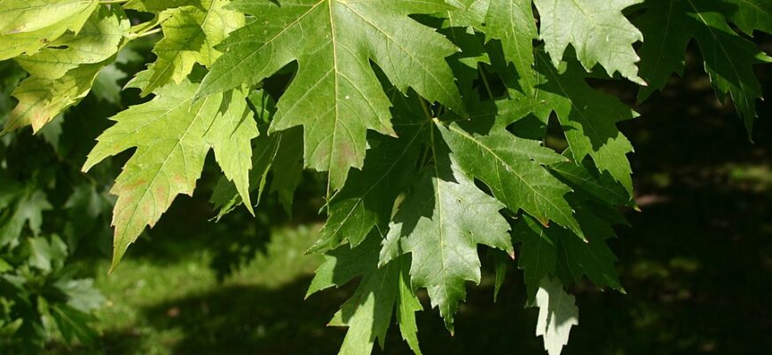 Кленове листя: черешкове чи сидяче? Відповідь на вашу загадку!