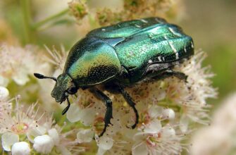 Що їдять бронзівки золотисті: основне меню цих жуків у природі