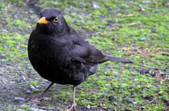 Користь дроздів: Як ці птахи сприяють екосистемі та садам