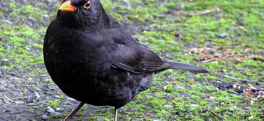 Користь дроздів: Як ці птахи сприяють екосистемі та садам