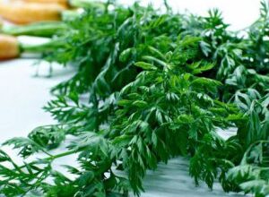 Ефективні способи використання бадилля моркви: поради та ідеї