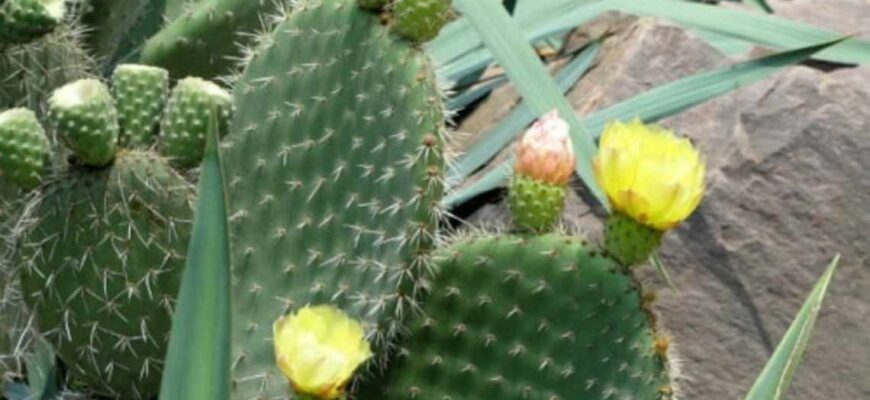 Яка користь від кактусів: очищення повітря та догляд за здоров’ям