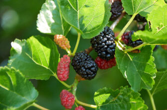 Корисні властивості відвару шовковичного листя для здоров’я та імунітету