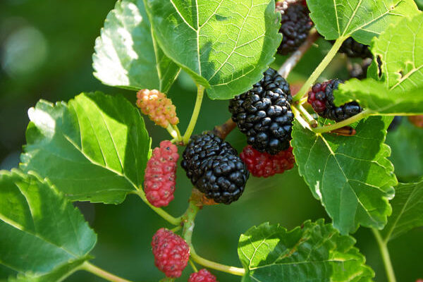 Корисні властивості відвару шовковичного листя для здоров’я та імунітету