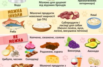 Що можна їсти собакам: корисні продукти для здоров’я вашого улюбленця
