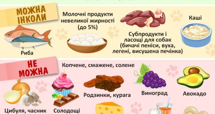 Що можна їсти собакам: корисні продукти для здоров’я вашого улюбленця
