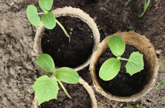Розсада огірків не росте: ефективні рішення та поради для садівників
