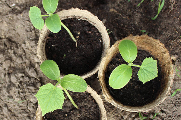 Розсада огірків не росте: ефективні рішення та поради для садівників