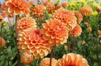 Чи варто замочувати жоржини перед висадкою: поради та рекомендації