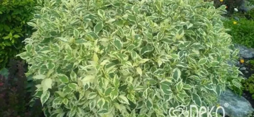 Що любить дерен білий: оптимальні умови для зростання та догляду