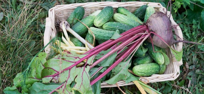 Як досягти високого урожаю буряків: поради для успішного вирощування