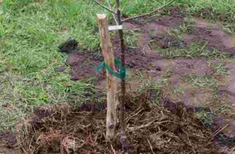 Як правильно вживати: прийнявся чи прийнявся? Оптимальний гайд