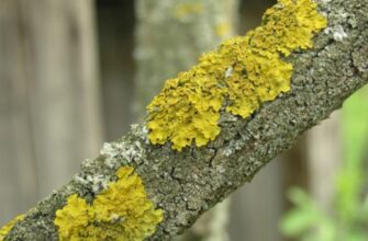 Як лишайники ефективно вбирають вологу з навколишнього середовища