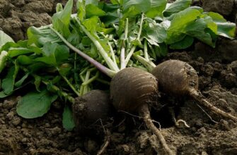 До якого ботанічного сімейства відноситься редька? Дізнайтеся всі деталі