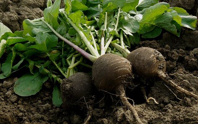 До якого ботанічного сімейства відноситься редька? Дізнайтеся всі деталі