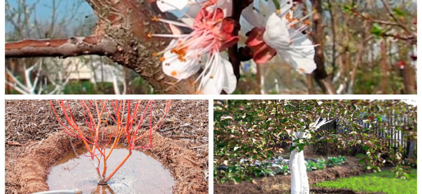 Чому абрикос цвіте, але не дає плодів: основні причини та рішення