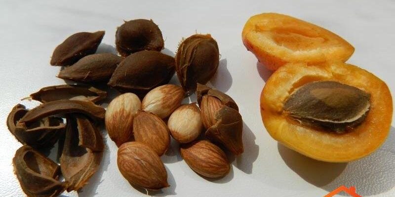 Чи можна їсти абрикосові кісточки: користь та небезпека продукту