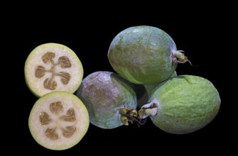 Скільки часу потрібно для повного дозрівання плодів фейхоа: деталі та етапи