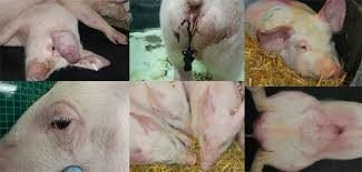 Чума свиней: чи безпечно вживати сало під час спалаху?