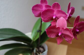 Чи можна утримувати орхідею в темряві: поради та рекомендації