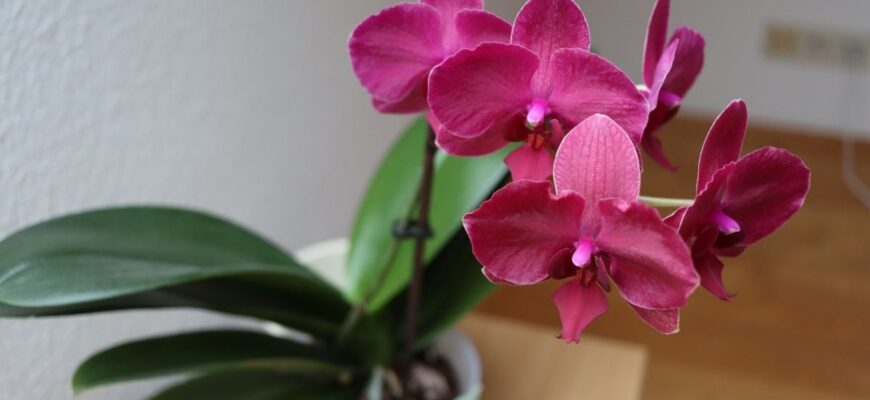 Чи можна утримувати орхідею в темряві: поради та рекомендації