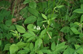 Як розпізнати яглицю та борщівник: поради та відмінності рослин