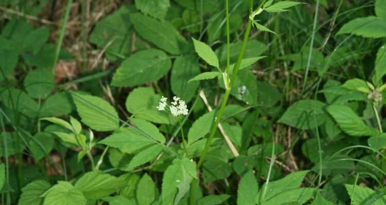 Як розпізнати яглицю та борщівник: поради та відмінності рослин