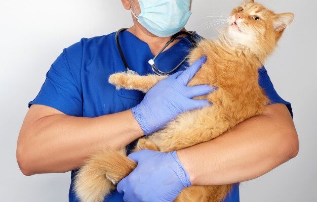 “Ветеринарна лікарня: якісна ветеринарна допомога Вашим улюбленцям”