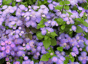 Чому рослини родини Айстрові називають складноцвітими: особливості та причина