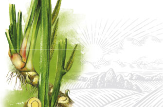 Користь відвару лепехи: здоров’я шлунка і заспокійливі властивості