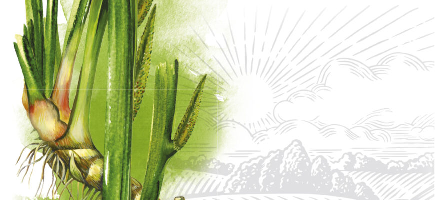 Користь відвару лепехи: здоров’я шлунка і заспокійливі властивості