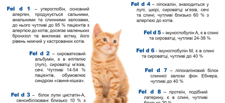 Чому раптово виникає алергія на тварин: основні причини та фактори