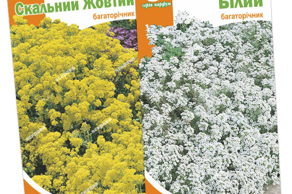 Скільки триває цвітіння аліссума: деталізація періоду цвітіння