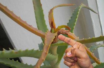 Що робити, якщо жовтіє листя алое: причини та рішення проблеми