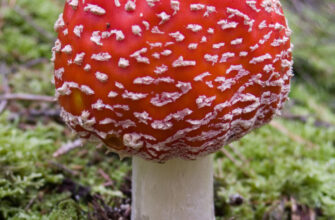 Їстівні види мухоморів: які з них можна вживати безпечно?