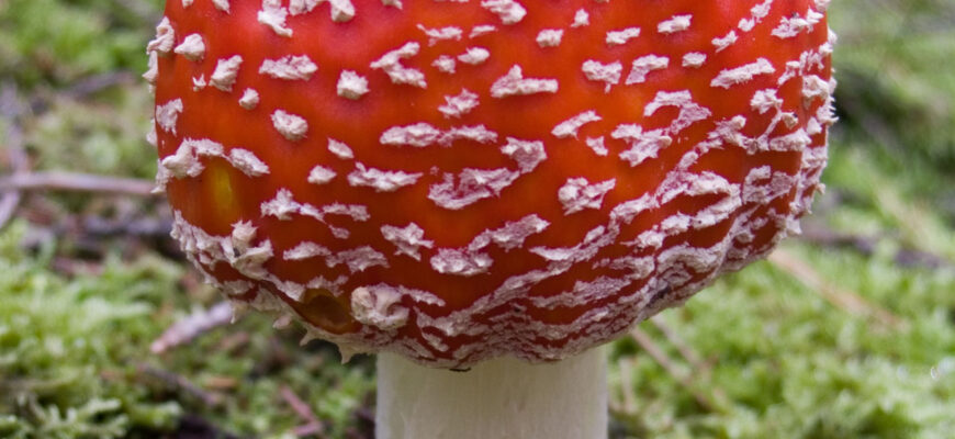 Їстівні види мухоморів: які з них можна вживати безпечно?