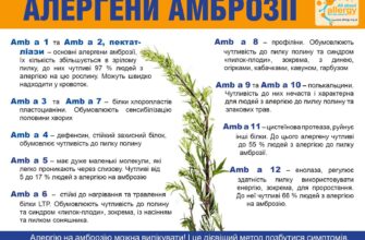 Що не можна їсти при алергії на амброзію: поради та застереження