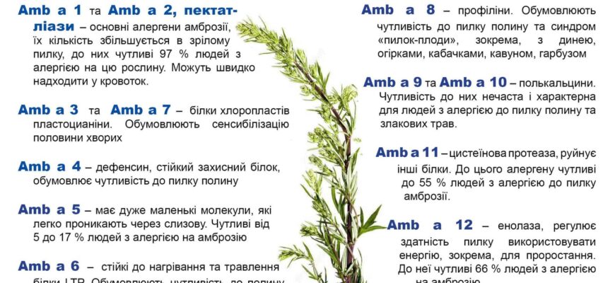 Що не можна їсти при алергії на амброзію: поради та застереження