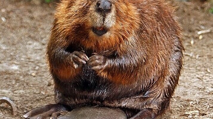 Чи належать бобри до тих чи інших родів та як їх розрізнити?