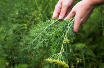 Коли і як правильно сіяти кріп: крайні терміни та поради експертів