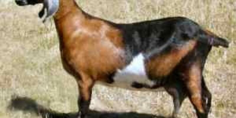 Скільки козенят може народити нубійська коза: від чого це залежить?