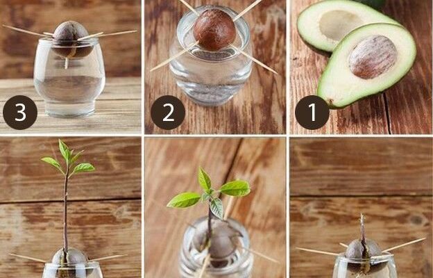 Чи можна їсти кісточку авокадо: факти, ризики та користь