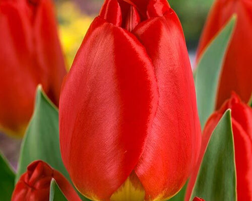 Що таке Тюльпан Дарвіна: історія, особливості та догляд квітки