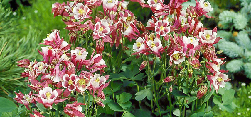 Оптимальні способи посадки аквілегії: покрокова інструкція для садівників