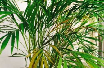Причини жовтіння листя пальми арека: догляд та поширені проблеми
