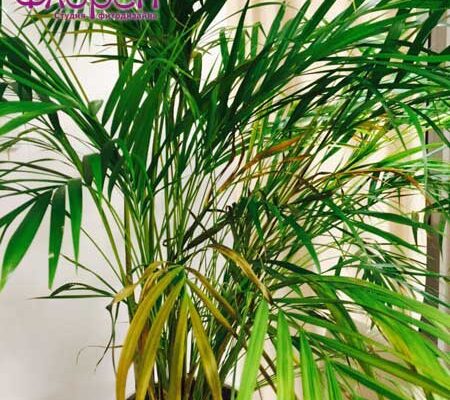 Причини жовтіння листя пальми арека: догляд та поширені проблеми