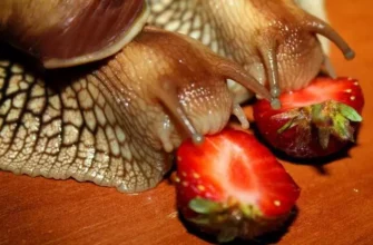 Чи можна годувати равликів хлібом: рекомендації та поради для утримання