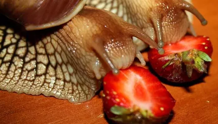 Чи можна годувати равликів хлібом: рекомендації та поради для утримання