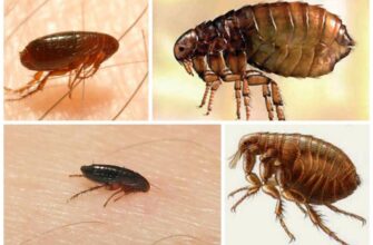 Як швидко діють шампуні проти бліх: ефективність та терміни дії